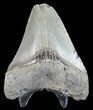 Bargain, Megalodon Tooth - North Carolina #54892-2